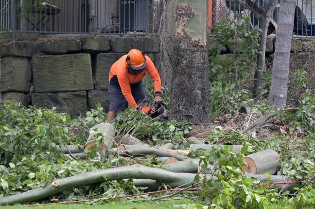 Best Seasonal Cleanup  in USA